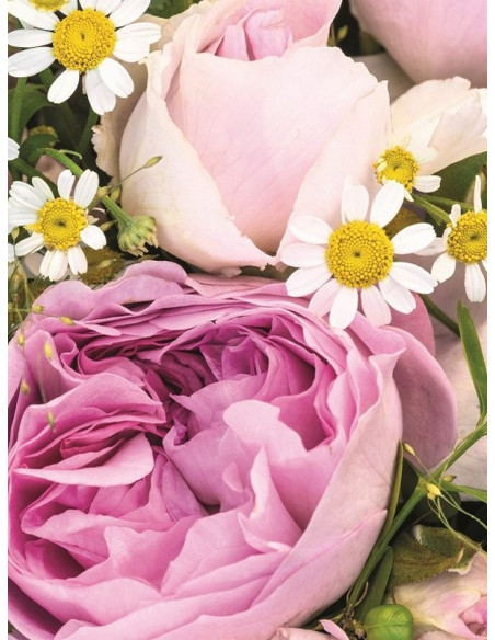 parkowa róża SAPHIR