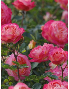 róża parkowa TUCAN