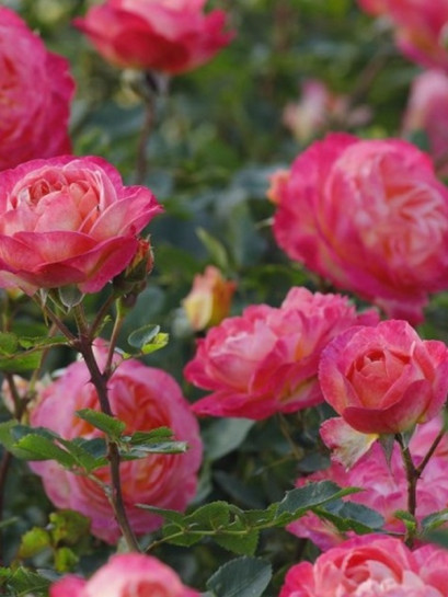 róża parkowa TUCAN