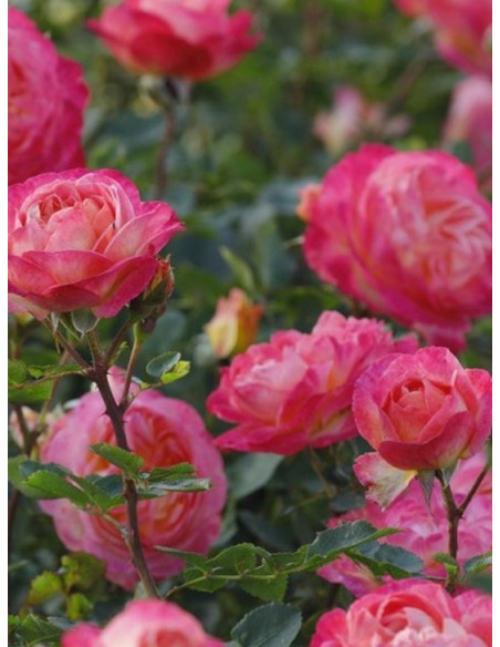 róża parkowa TUCAN