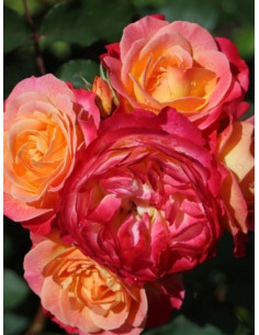 róża parkowa TUCAN 2