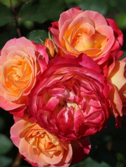 TUCAN róża parkowa