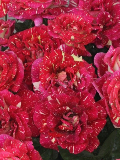 OLA wielkokwiatowa róża