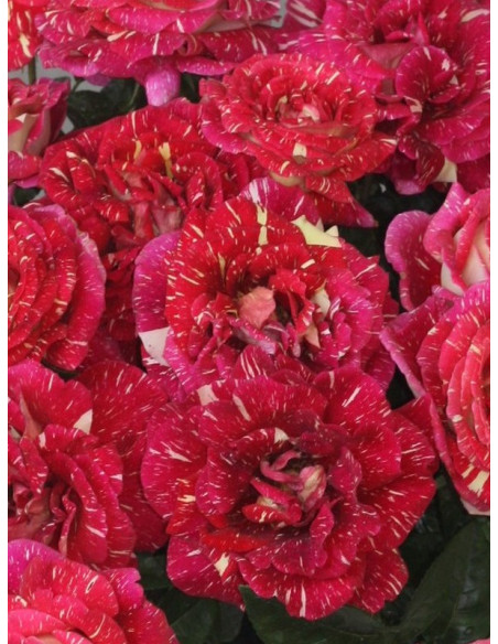 OLA wielkokwiatowa róża