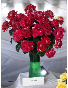 OLA róża wielkokwiatowa 2