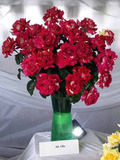 róża wielkokwiatowa OLA