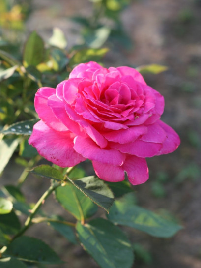 różowe róże wielkokwiatowe Pink Peace