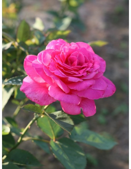 różowe róże wielkokwiatowe Pink Peace