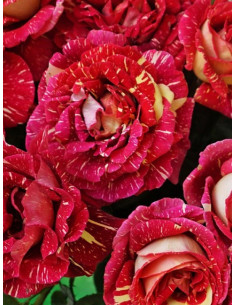 OLA róża wielkokwiatowa