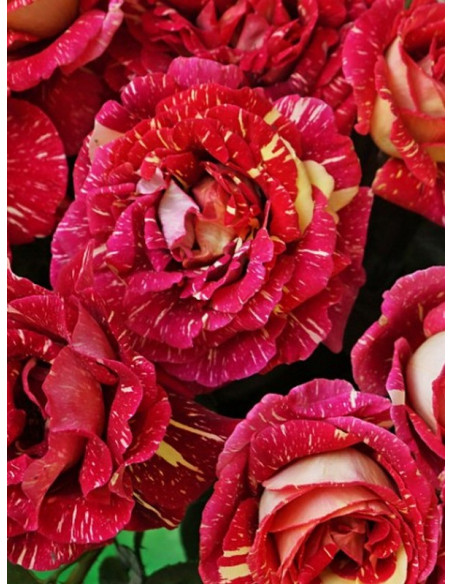 OLA róża wielkokwiatowa