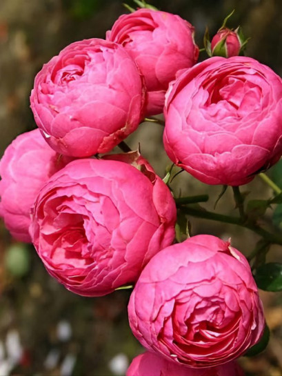 POMPONELLA róża rabatowa