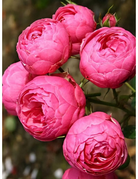 POMPONELLA róża rabatowa