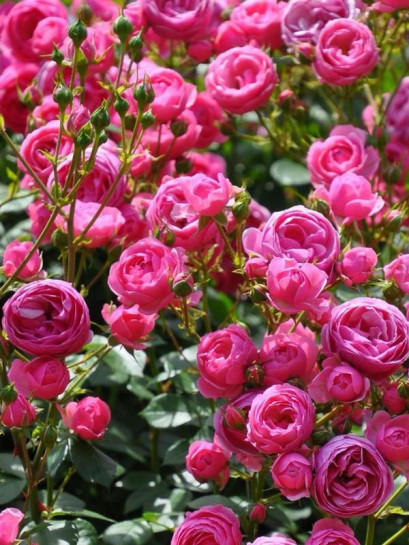 róża rabatowa POMPONELLA