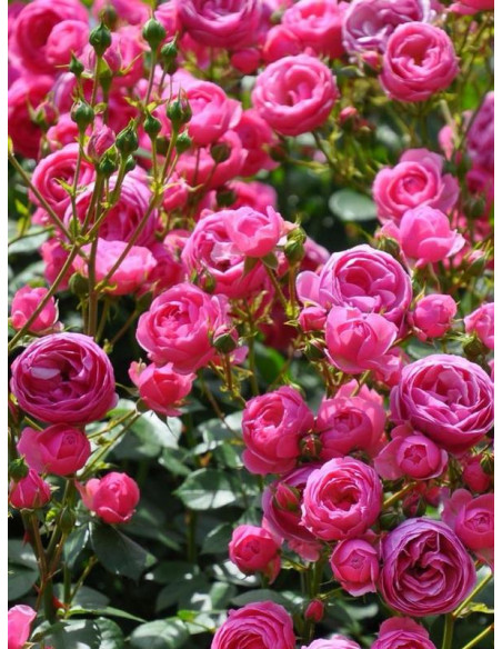 róża rabatowa POMPONELLA