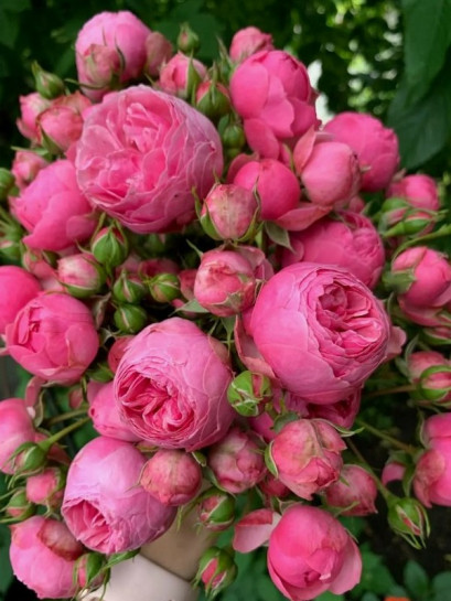 POMPONELLA rabatowa róża