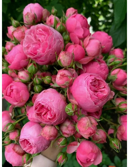 POMPONELLA rabatowa róża