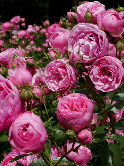 rabatowa róża POMPONELLA