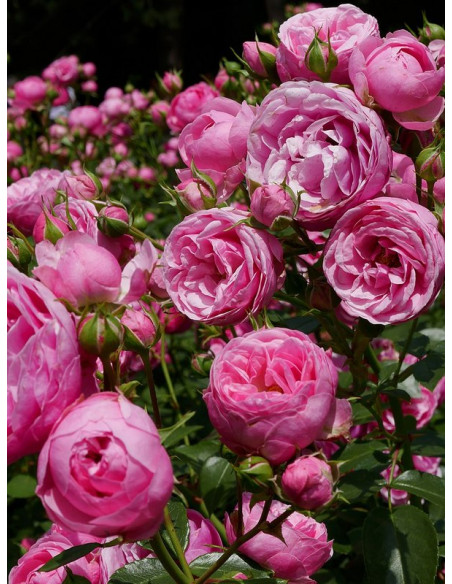 rabatowa róża POMPONELLA