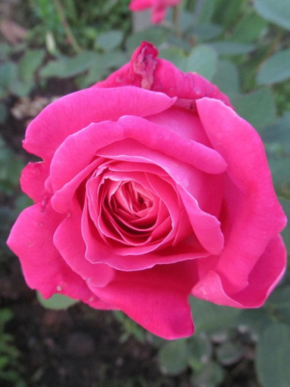 pink peace róże wielkokwiatowe różowe