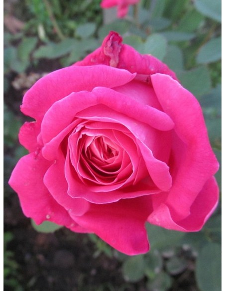 pink peace róże wielkokwiatowe różowe