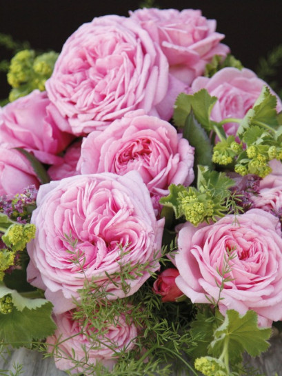 ROSENGRAFIN MARIE HENRIETTE róża rabatowa