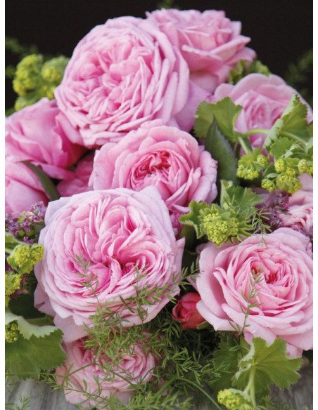 ROSENGRAFIN MARIE HENRIETTE róża rabatowa