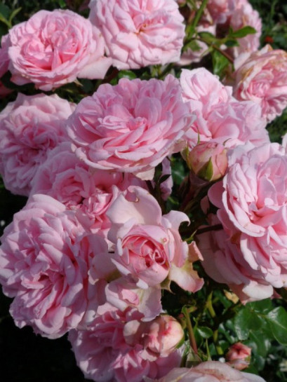 ROSENGRAFIN MARIE HENRIETTE rabatowa róża