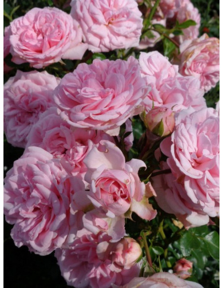 ROSENGRAFIN MARIE HENRIETTE rabatowa róża