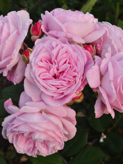 róża rabatowa ROSENGRAFIN MARIE HENRIETTE