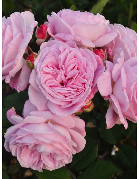 róża rabatowa ROSENGRAFIN MARIE HENRIETTE