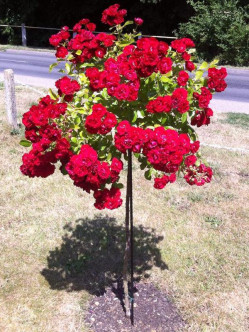 Red Fairy pienna róża 2