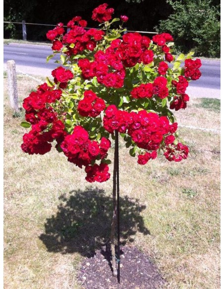 pienne róze Fairy Dance