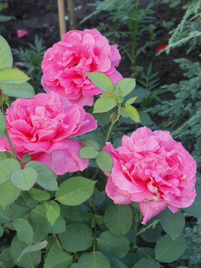 pink peace wielkokwiatowe różowe róże