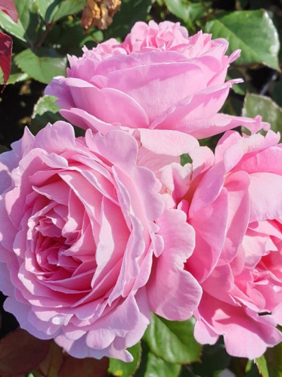 rabatowa róża ROSENGRAFIN MARIE HENRIETTE