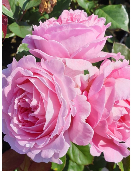 rabatowa róża ROSENGRAFIN MARIE HENRIETTE