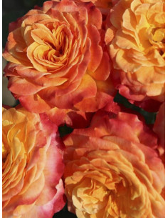 METEOR róża rabatowa