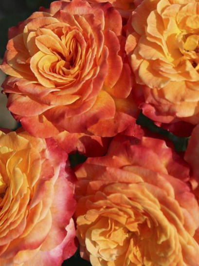 METEOR róża rabatowa