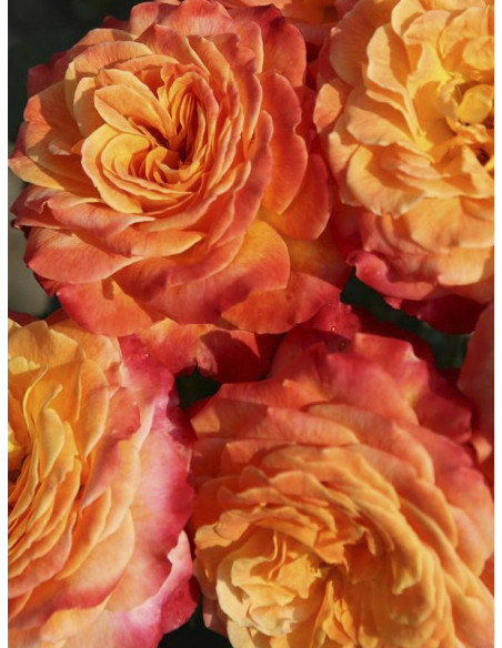 METEOR róża rabatowa