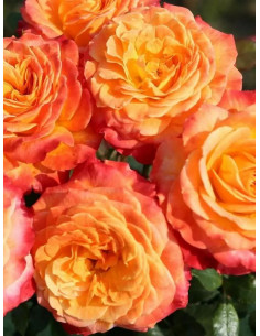 METEOR róża rabatowa 2