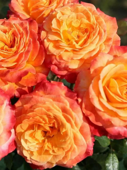 METEOR róża rabatowa