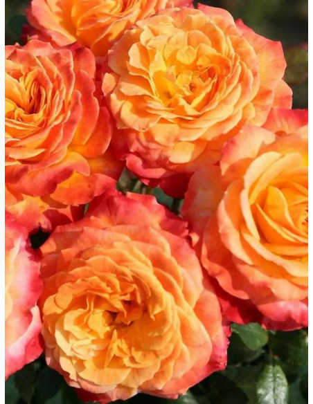 METEOR róża rabatowa