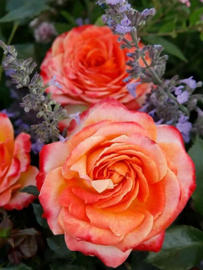 róża rabatowa METEOR