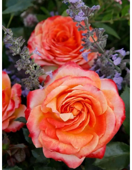 róża rabatowa METEOR