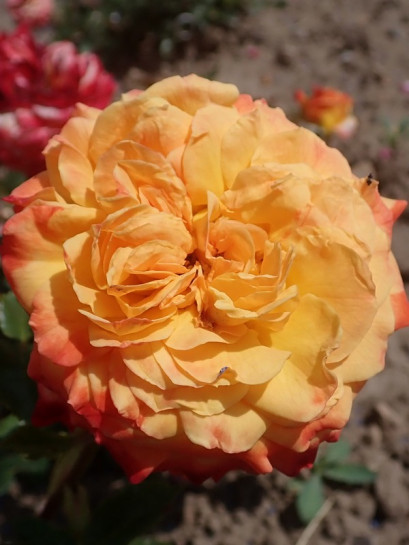 rabatowa róża METEOR