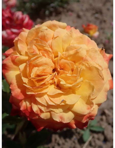 rabatowa róża METEOR