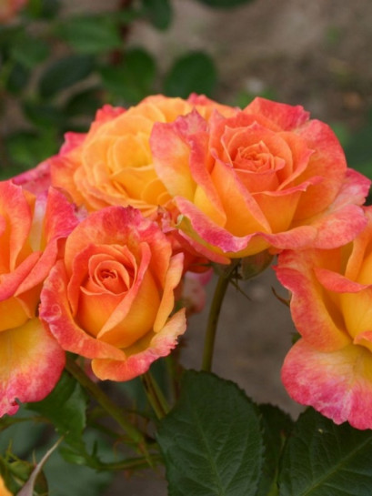 METEOR rabatowa róża