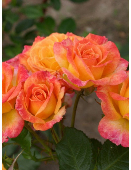 METEOR rabatowa róża