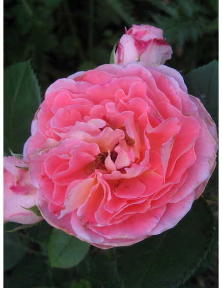 NOTRE DAME DU ROSAIRE parkowa róża