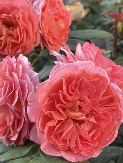 NOTRE DAME DU ROSAIRE róża parkowa