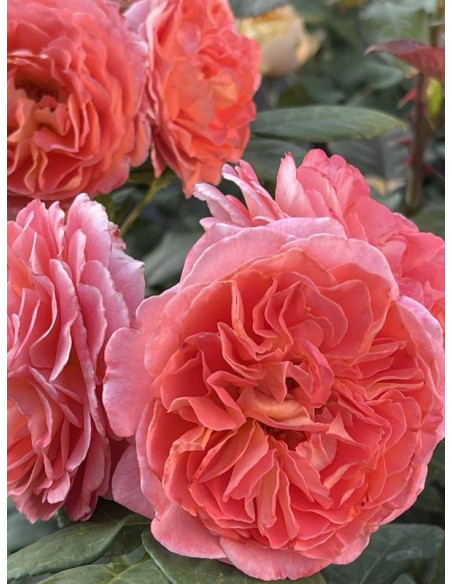 NOTRE DAME DU ROSAIRE róża parkowa